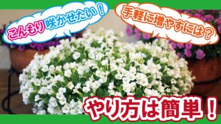 植物への活力 メネデールは挿し芽挿し木にも効く Lifenagiブログ