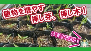 失敗しない 挿し芽 挿し木を成功させる方法 Lifenagiブログ