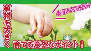 なるほど 摘心 ピンチ や挿し芽 挿し木で分かったこと Lifenagiブログ