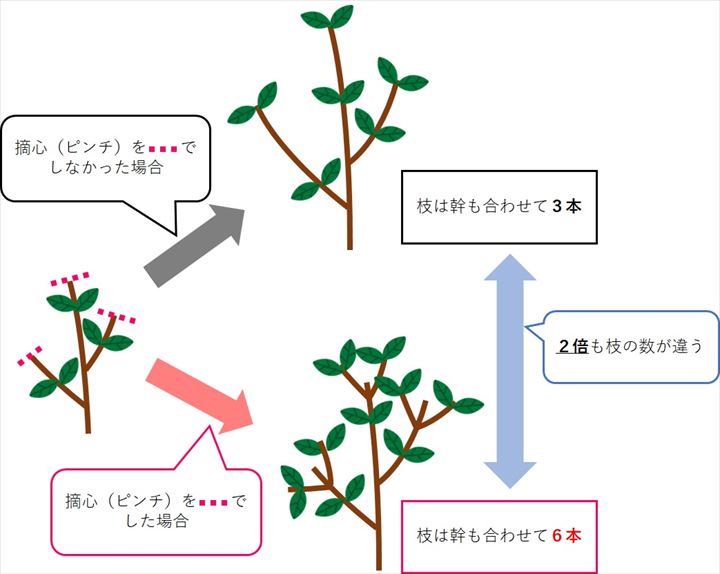 なるほど 摘心 ピンチ や挿し芽 挿し木で分かったこと Lifenagiブログ