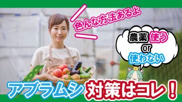 知っておきたい いちご栽培でのアブラムシ対策 Lifenagiブログ