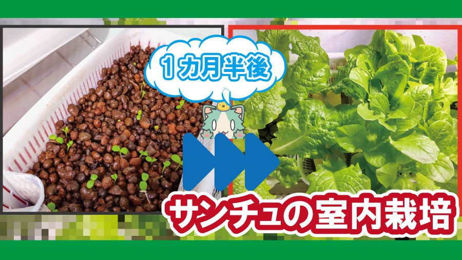 野菜の室内栽培は水耕栽培がおすすめ Lifenagiブログ