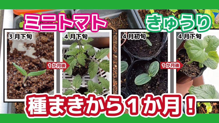 家庭菜園 ミニトマトときゅうりを種から栽培 22年４月編 Lifenagiブログ