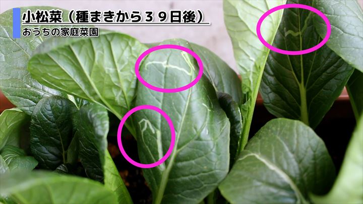 【家庭菜園】小松菜の害虫対策