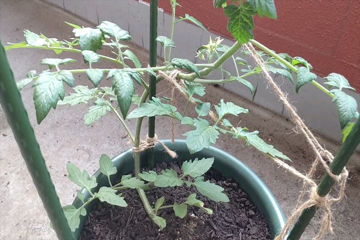 ミニトマトを植え付け約１か月たった後の様子