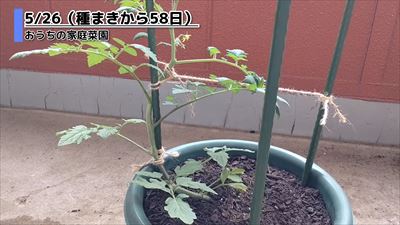 種まきから58日後のミニトマト_2