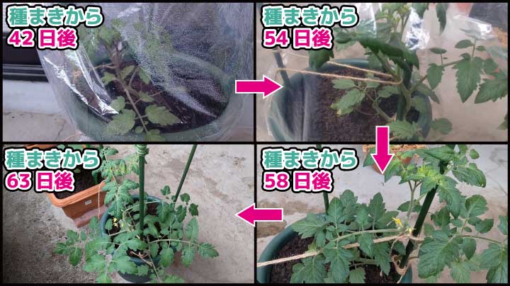【家庭菜園】らせん仕立てのミニトマトの成長記録【2022年５月編】ミニトマト