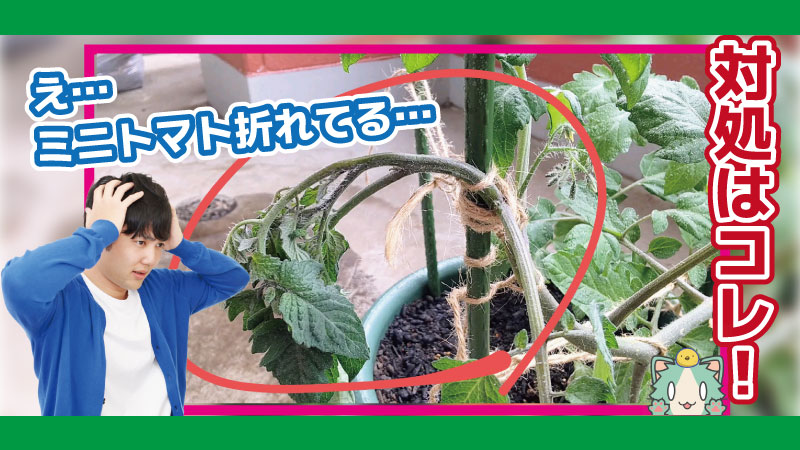 家庭菜園 誘引失敗 折れたミニトマトは再生するの Lifenagiブログ