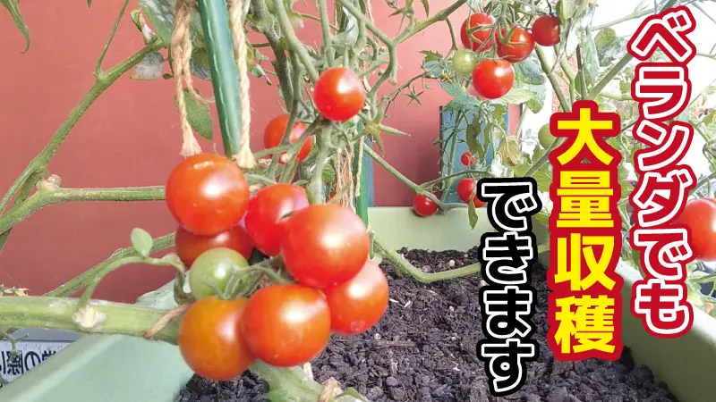 ベランダ菜園 ミニトマトを放任栽培したら大量収穫できた Lifenagiブログ