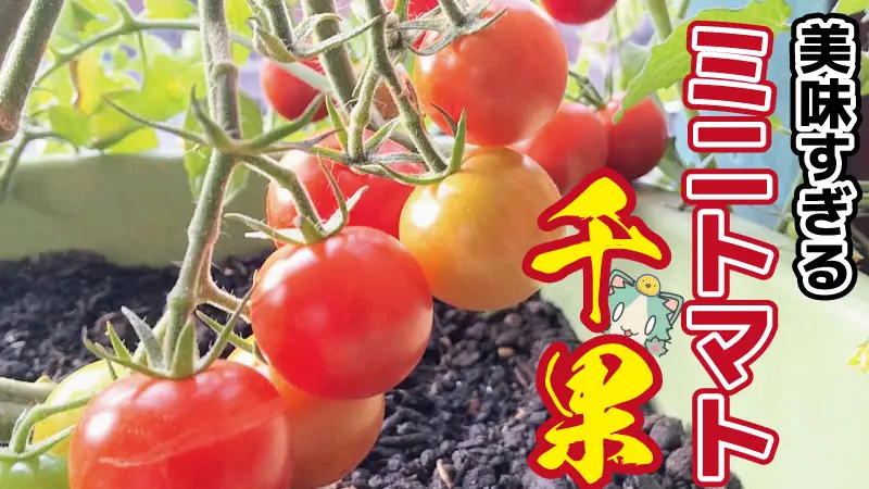 ミニトマト「千果」で手軽に甘いトマトを育てる方法と感想