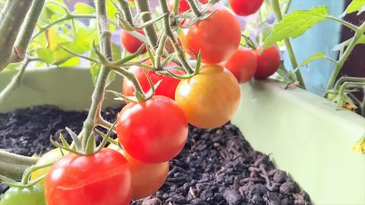 【これで解決！】ベランダでのミニトマト大量収穫の育て方