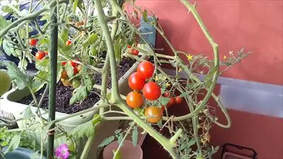 なぎのミニトマト放任栽培①
