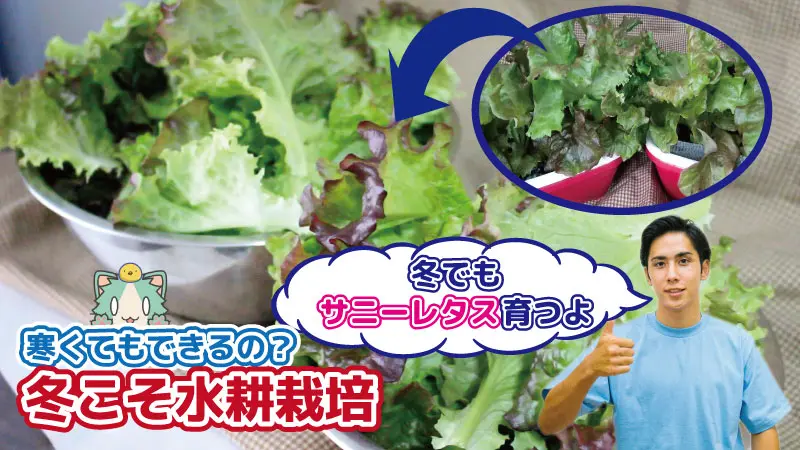 家庭菜園 冬でも簡単にできる葉物野菜の育て方 Lifenagiブログ