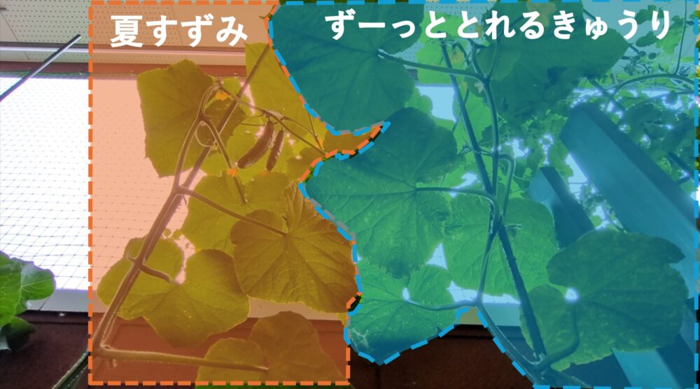 2026年7月きゅうり全体